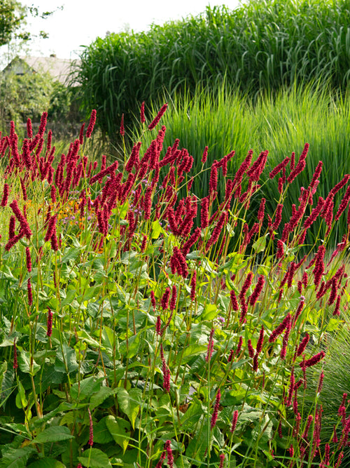 Persicaria amplexicaulis Fat Domino Red bistort