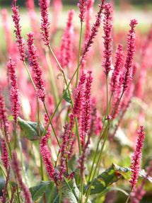 Persicaria Summer Dance (Bistort)