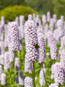 Persicaria bistorta Superba (Bistort)