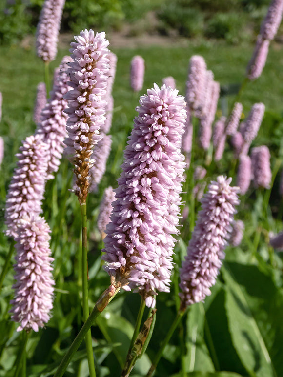 Persicaria bistorta Superba