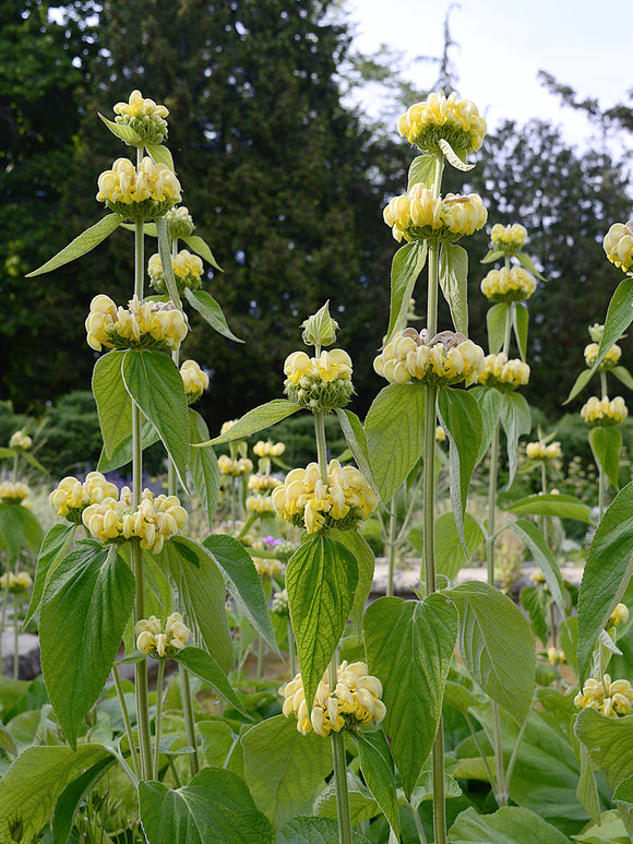 Buy Phlomis Russeliana Bare Roots