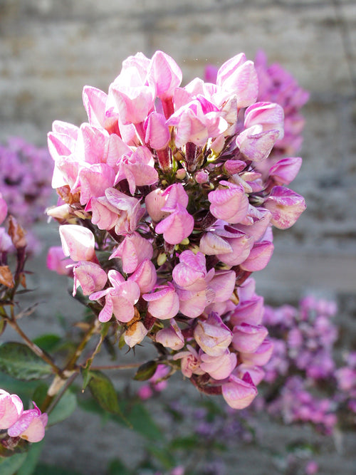 Phlox Butonik