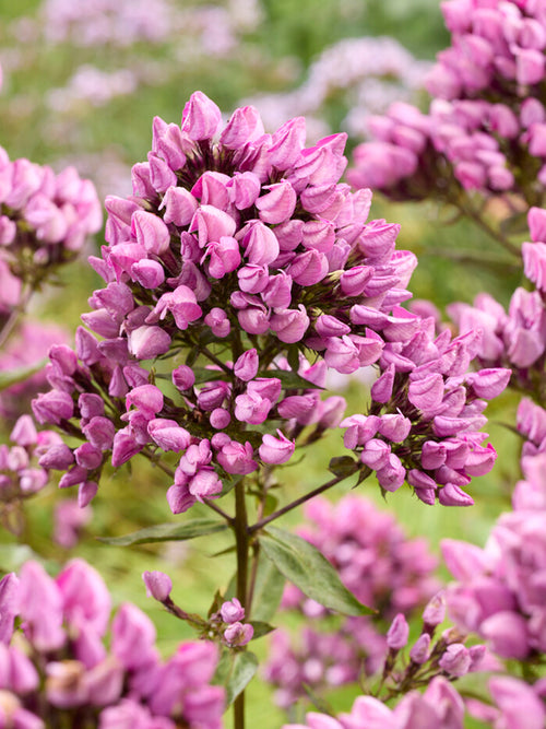 Phlox Butonik