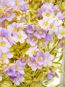 Polemonium Golden Feathers (Jacob's Ladder)