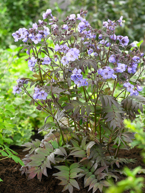 Polemonium Heaven Scent (Jacob's Ladder)