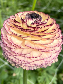 Italian Ranunculus Elegance Pastello Striato