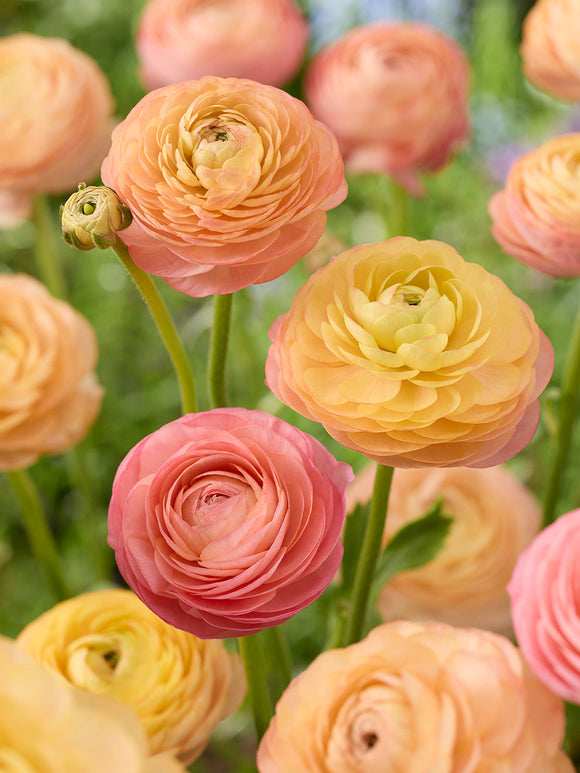 Buy Ranunculus Amandine Peach Salmon