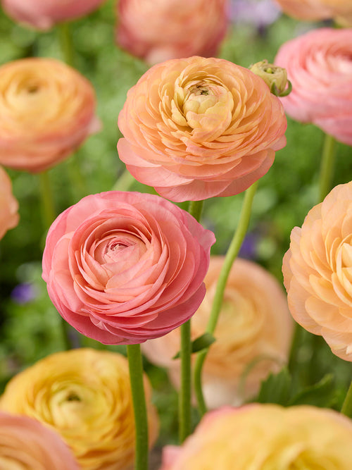 Ranunculus Amandine Peach Salmon