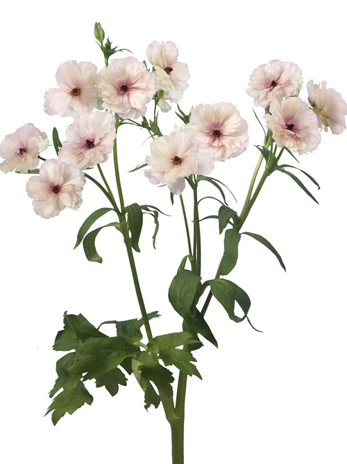 Buy Ranunculus Butterfly Ariadne