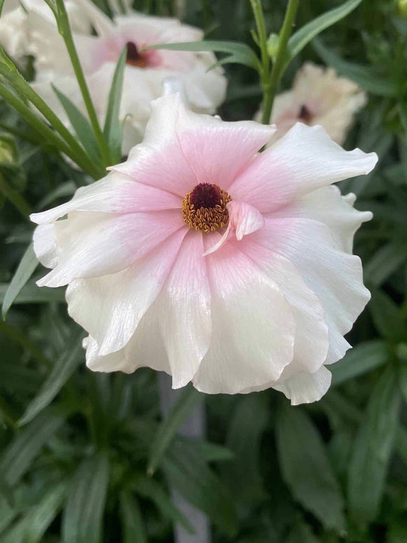 Ranunculus Butterfly Ariadne