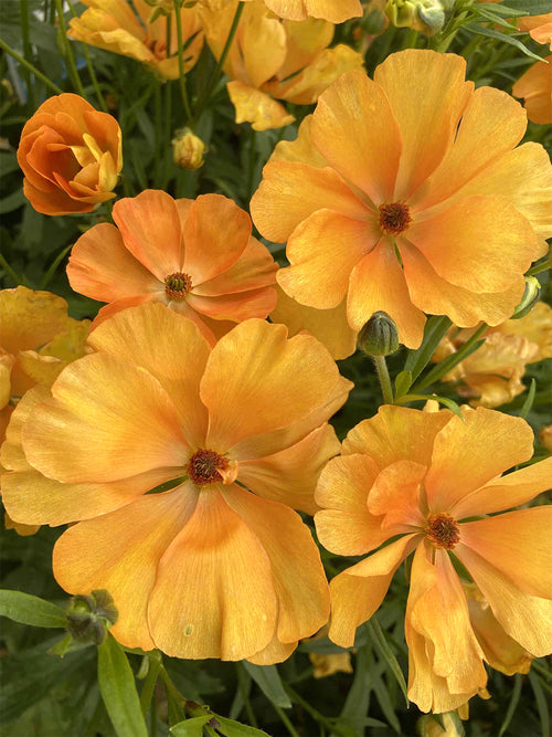 Ranunculus Butterfly Charis