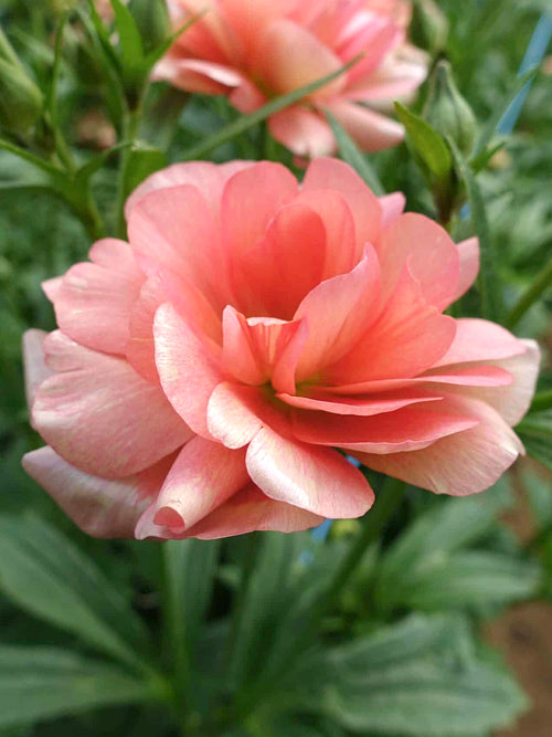 Buy Ranunculus Butterfly Eris bulbs