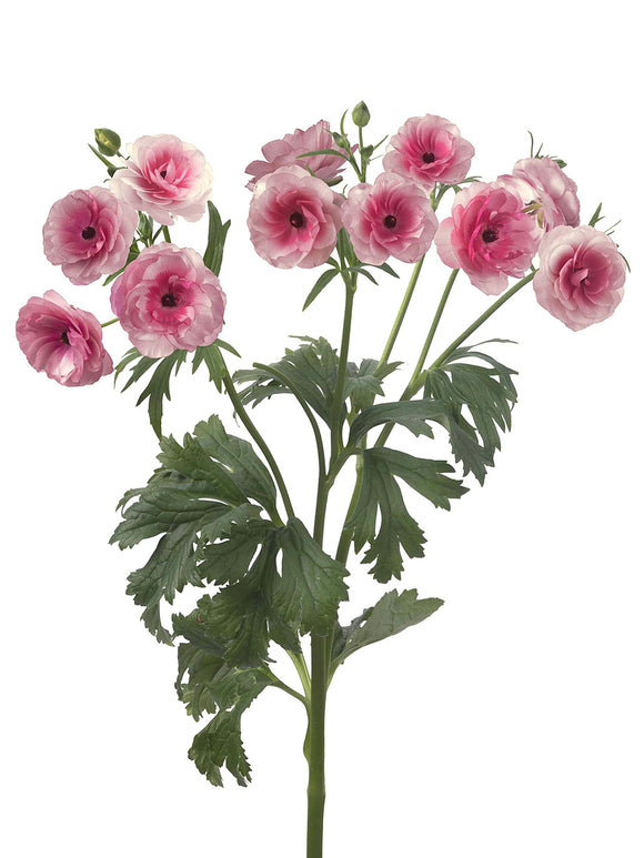 Buy Ranunculus Butterfly Hera corms