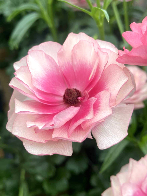 Ranunculus Butterfly Hera