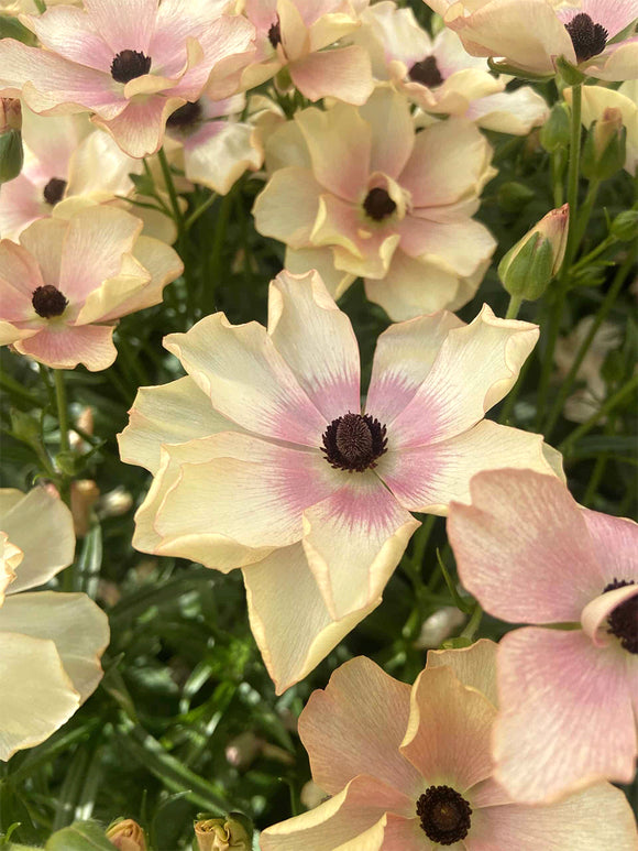 Ranunculus Butterfly Hestia corms