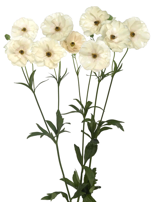 Buy Ranunculus Butterfly Keramos