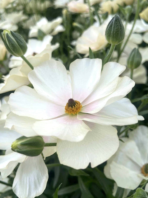 Ranunculus Butterfly Keramos corms