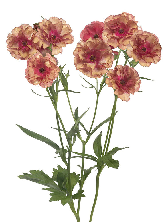 Buy Ranunculus Butterfly Musa corms