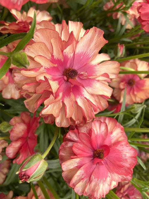 Ranunculus Butterfly Musa bulbs