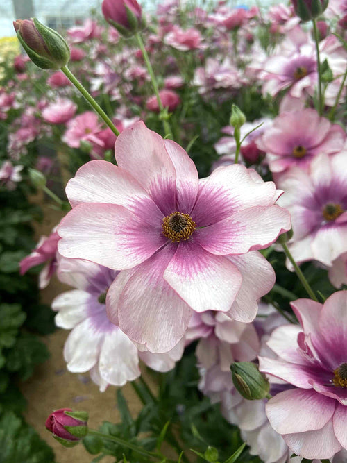 Buy Ranunculus Butterfly Thiva