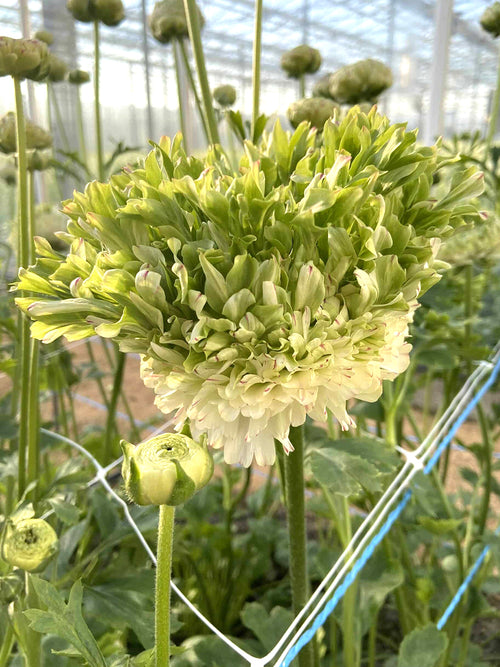 Ranunculus Crown Giverny