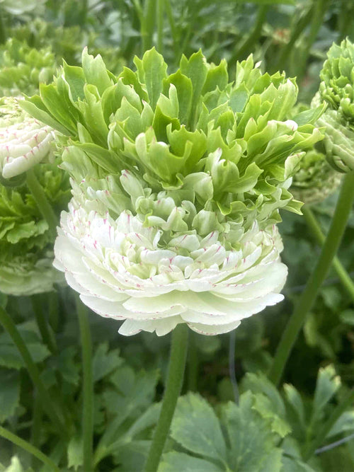 Ranunculus Crown Giverny