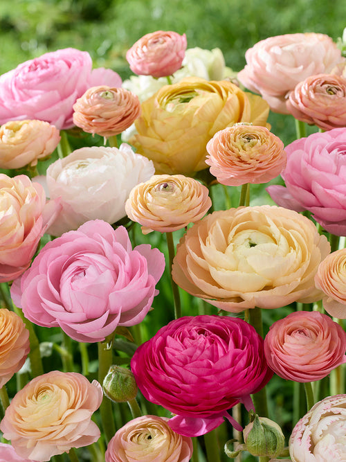 Ranunculus Bulbs Pauline Pastel