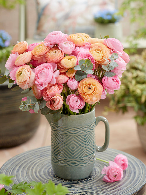 Ranunculus Pauline Pastel Corms