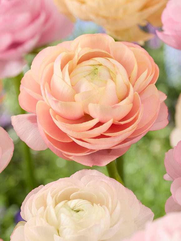 Ranunculus Corms Pauline Pastel