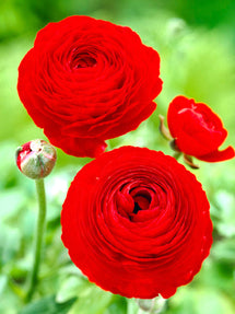 Italian Ranunculus Elegance Rosso