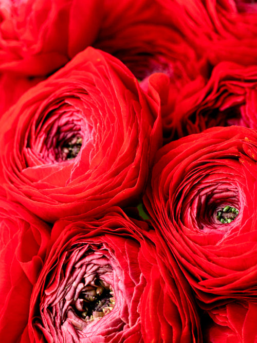 Italian Ranunculus Elegance Rosso