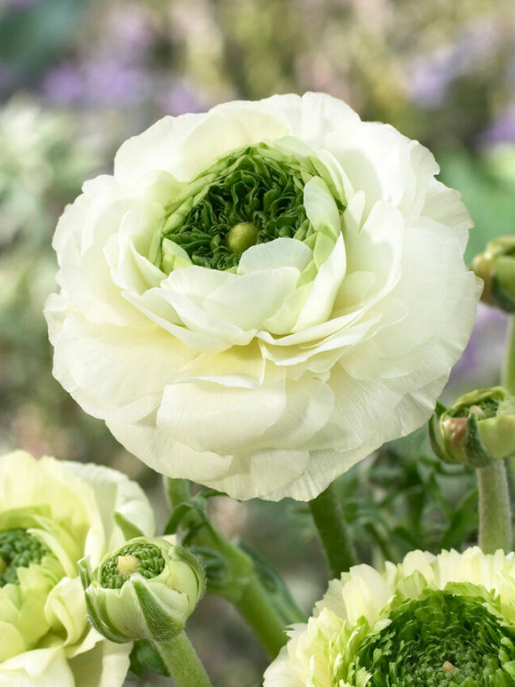 Ranunculus Reinette Cream