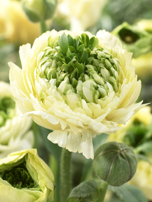 Buy Ranunculus Reinette Cream