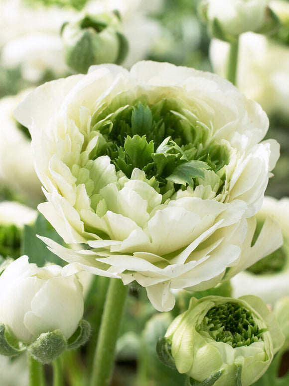 Ranunculus Reinette Cream bulbs