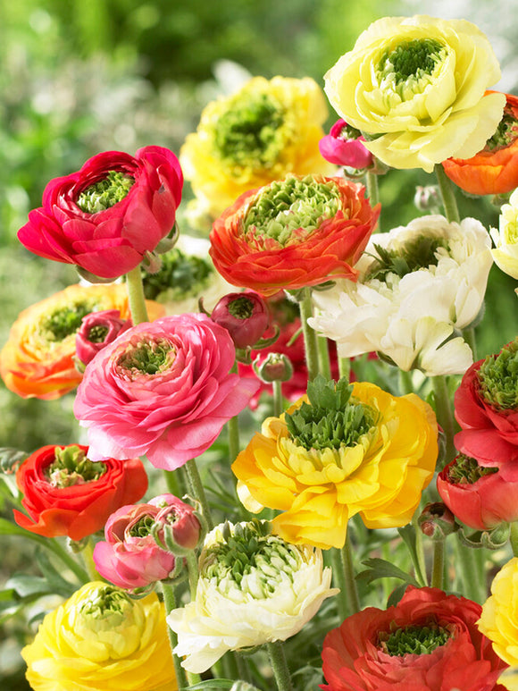 Ranunculus Corms Reinette Mix