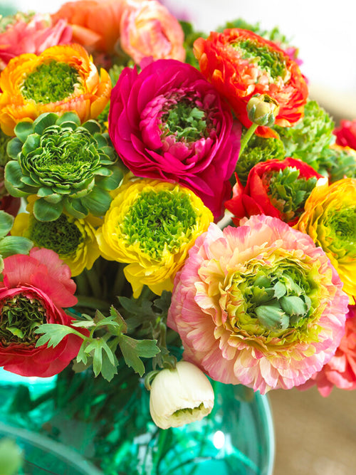 Italian Ranunculus Festival Mix