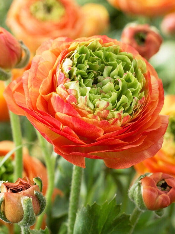 Ranunculus bulbs and corms Reinette Orange