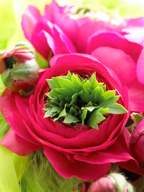 Ranunculus Bulbs and Corms Reinette Pink