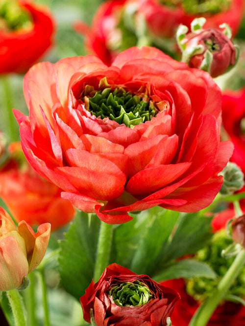 Ranunculus Reinette Red