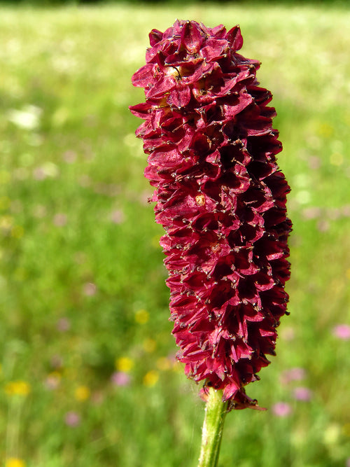 Sanguisorba (Great Burnet)