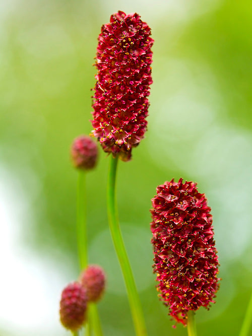 Sanguisorba (Great Burnet)