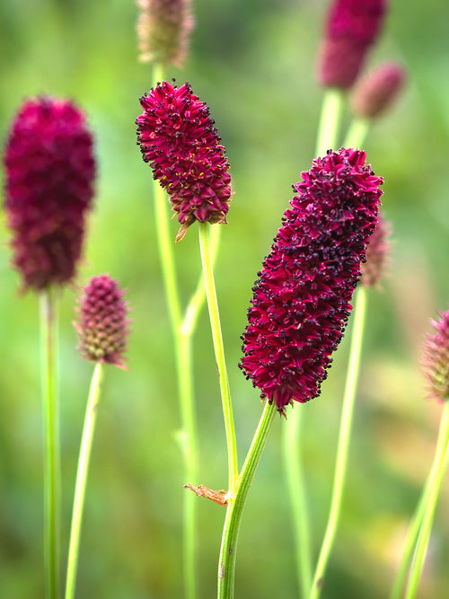 Sanguisorba (Great Burnet)