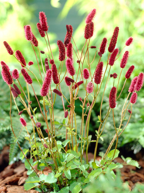 Sanguisorba (Great Burnet)