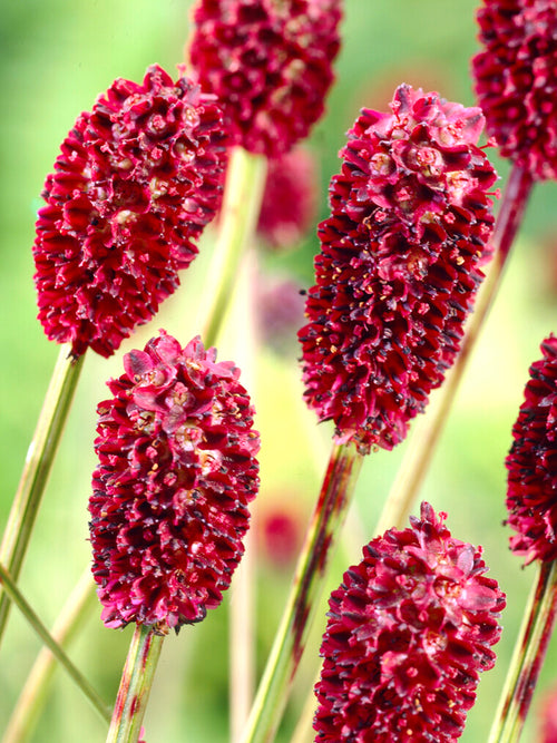 Sanguisorba (Great Burnet)