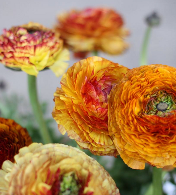 Italian Ranunculus Elegance Giallo Striato