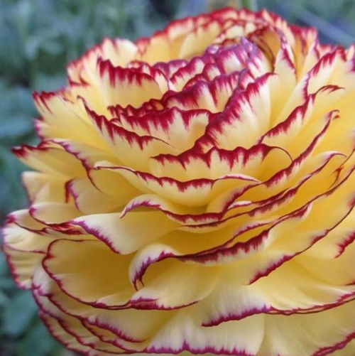 Italian Ranunculus Elegance Giallo Striato