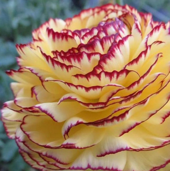 Italian Ranunculus Elegance Giallo Striato