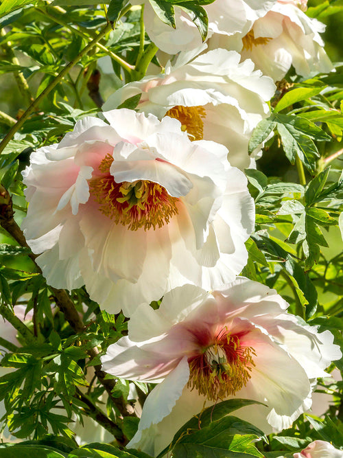 Peony Helene Martin roots for autumn planting