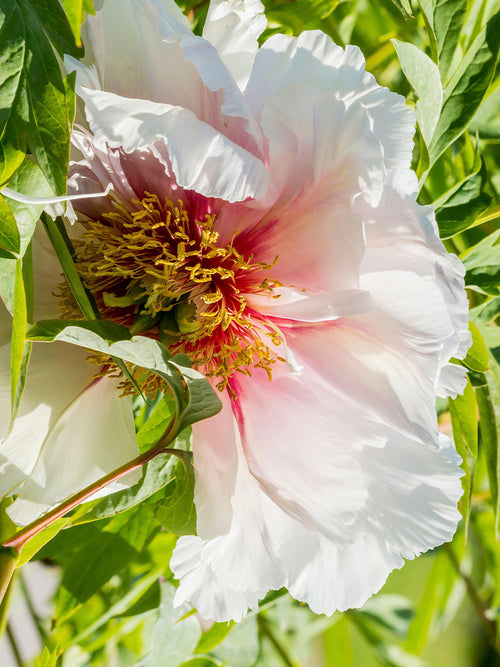 Peony Helene Martin