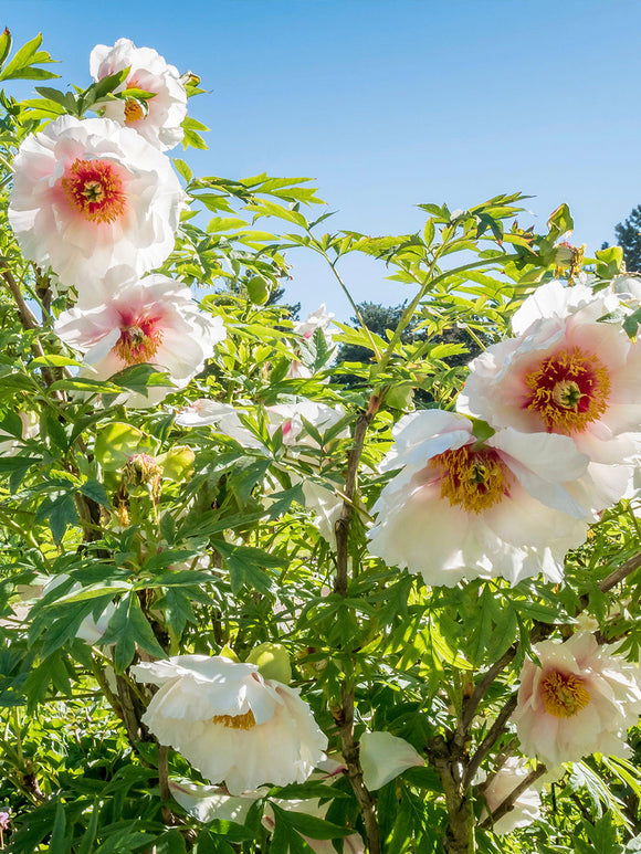 Buy Peony Helene Martin